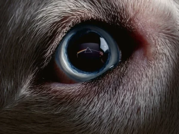 Roger Waters – The Dark Side of The Moon Redux (2023)