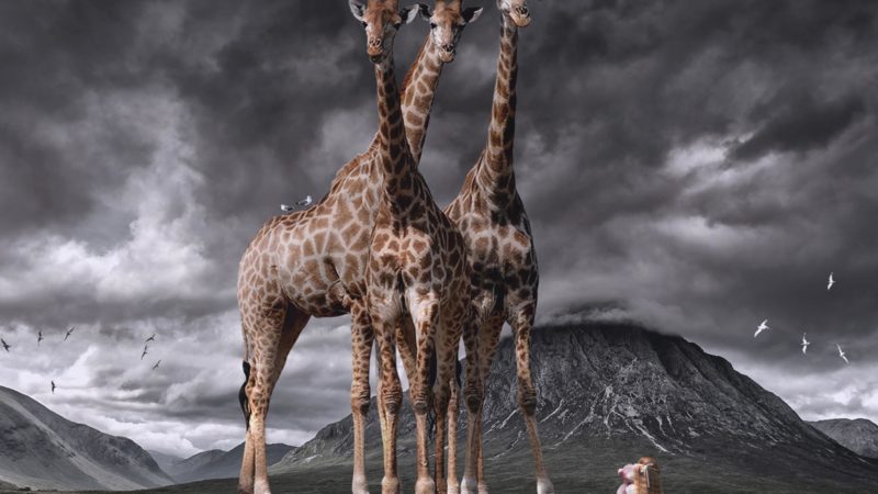 This Winter Machine – Kites [2021]